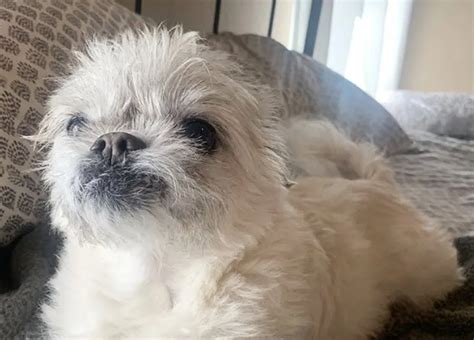 english bulldog maltese mix.